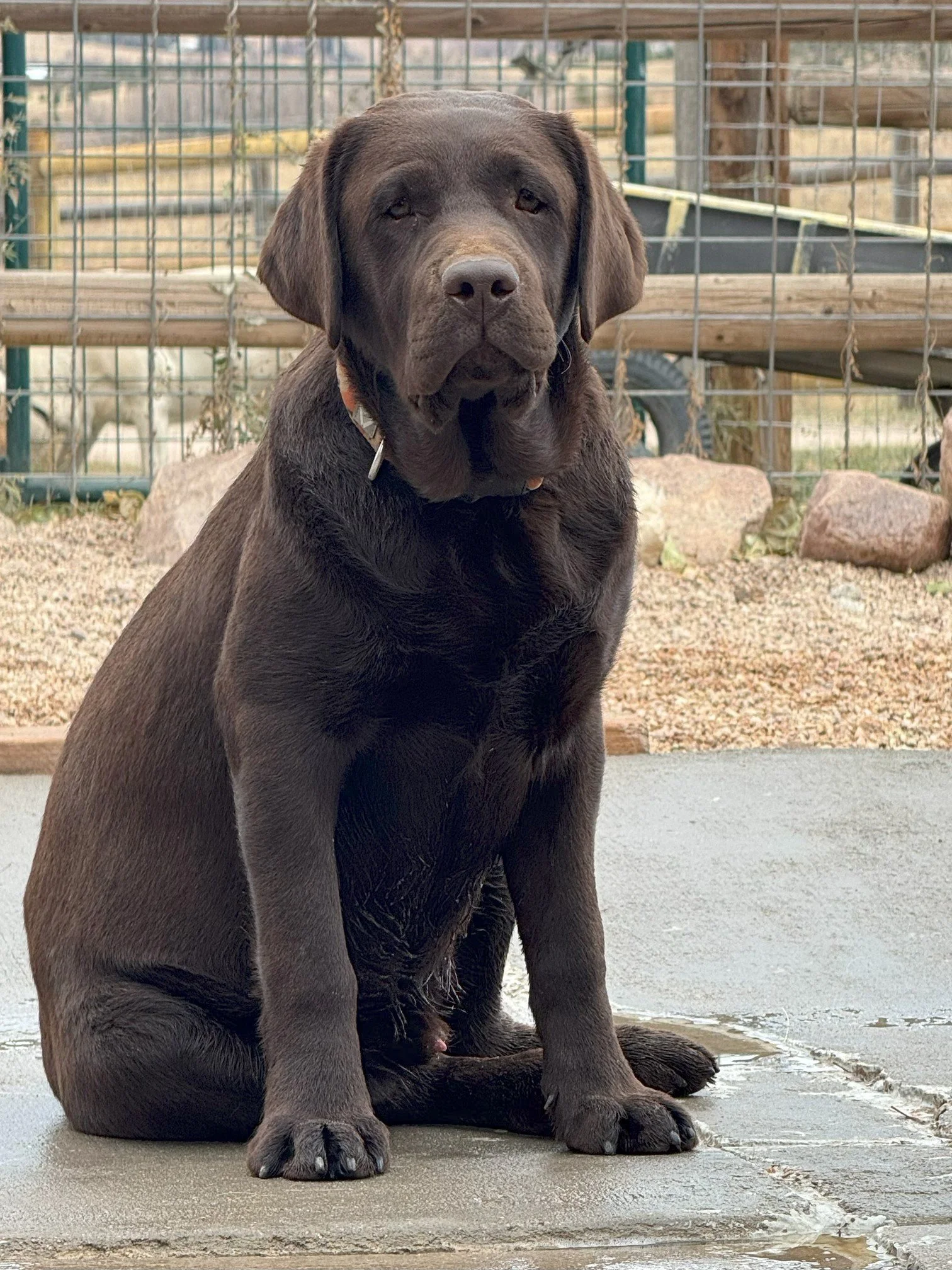 Blaze Sitting older.jpeg