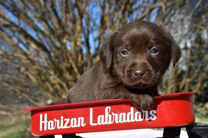 YELLOW COLLAR GIRL 5 WKS OLD