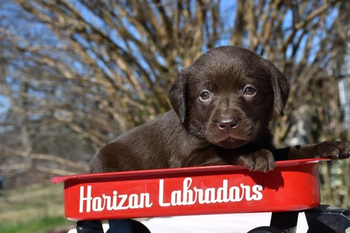 WHITE COLLAR GIRL 5 WKS OLD