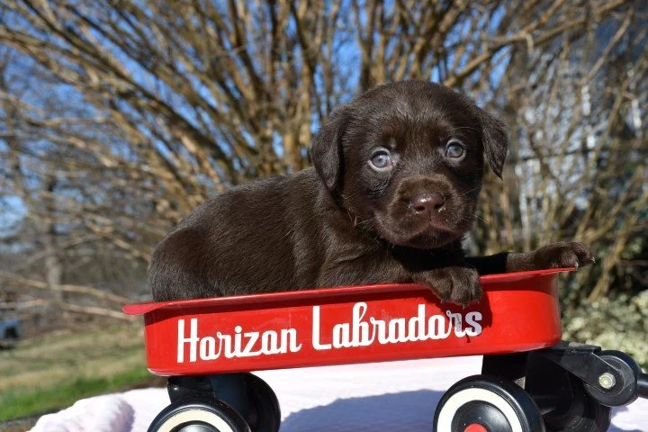 ORANGE GIRL 5 WKS OLD