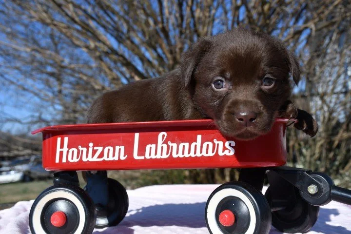 PURPLE GIRL 5 WKS OLD