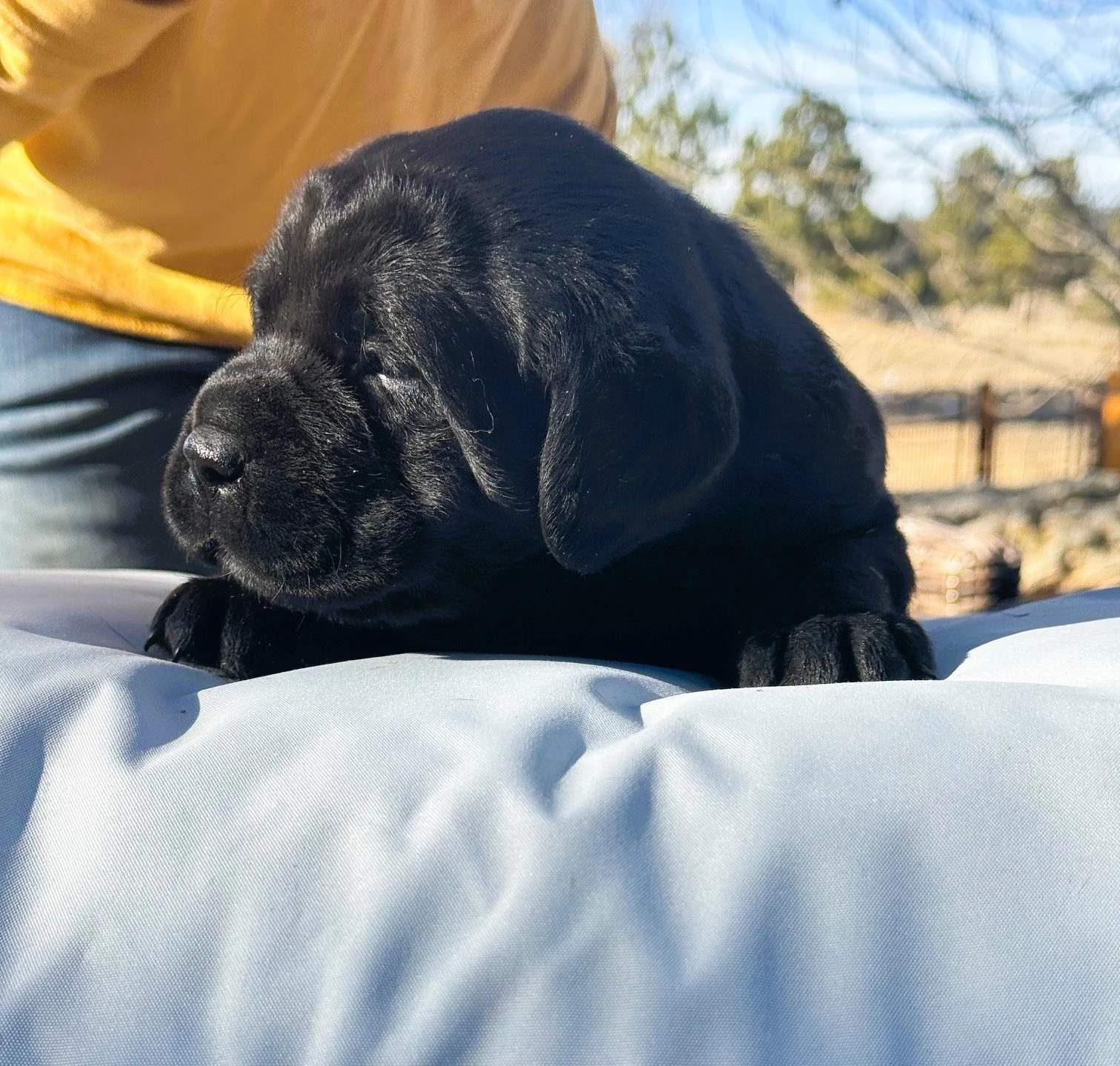 Hetta X Norbx Black Girl