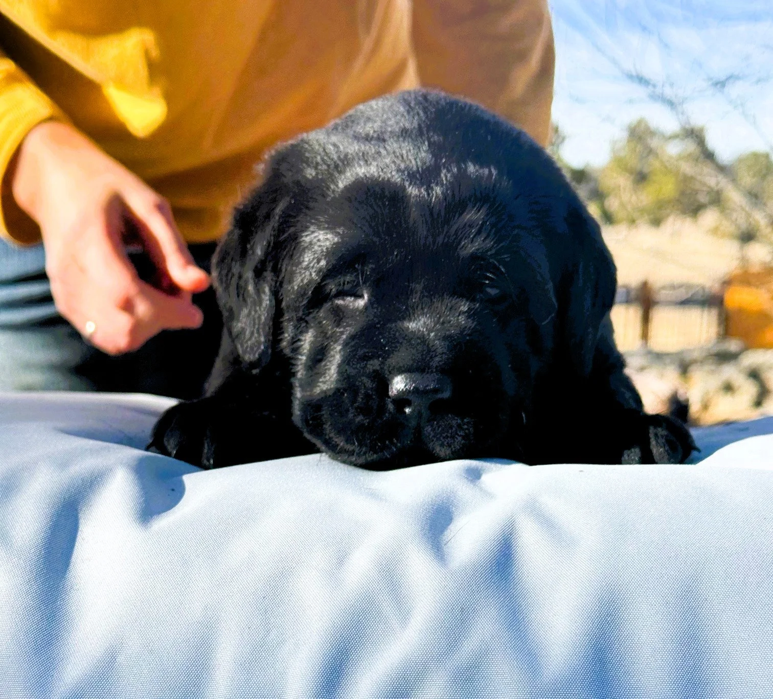 Hetta X Norbx Black Girl