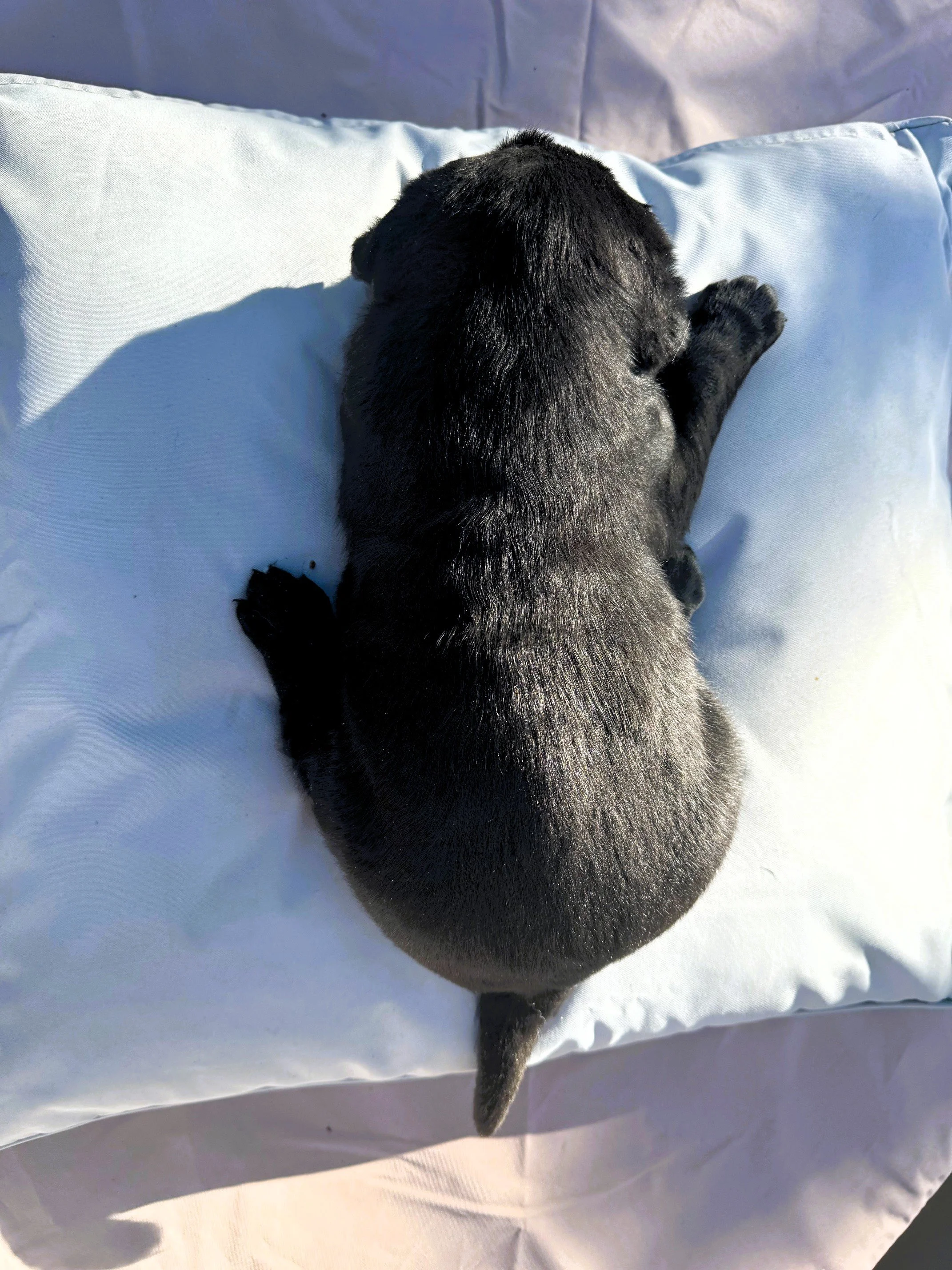 Hetta X Norbx Black Girl