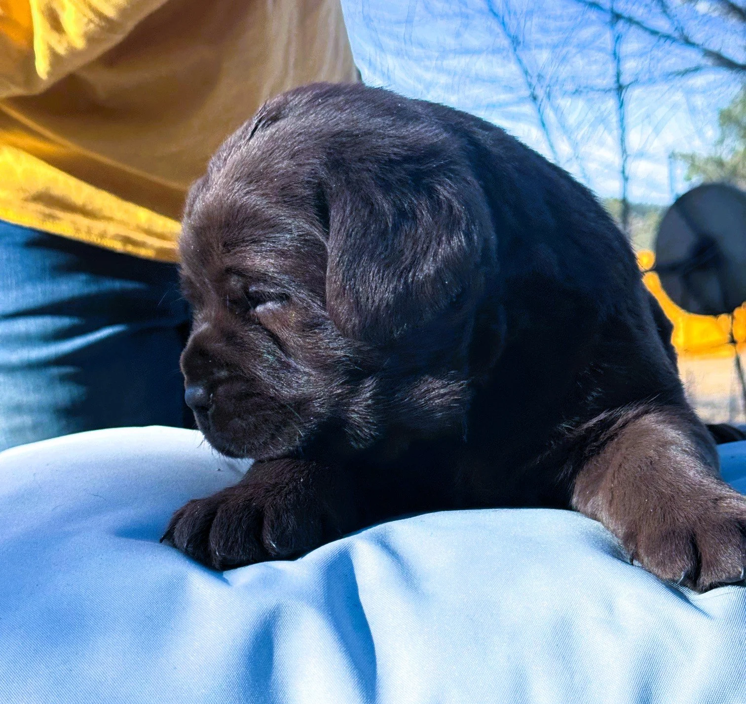 Hetta X Norbx Chocolate Girl