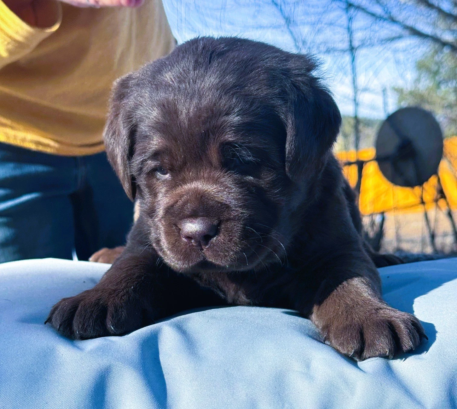 Hetta X Norbx Chocolate Girl