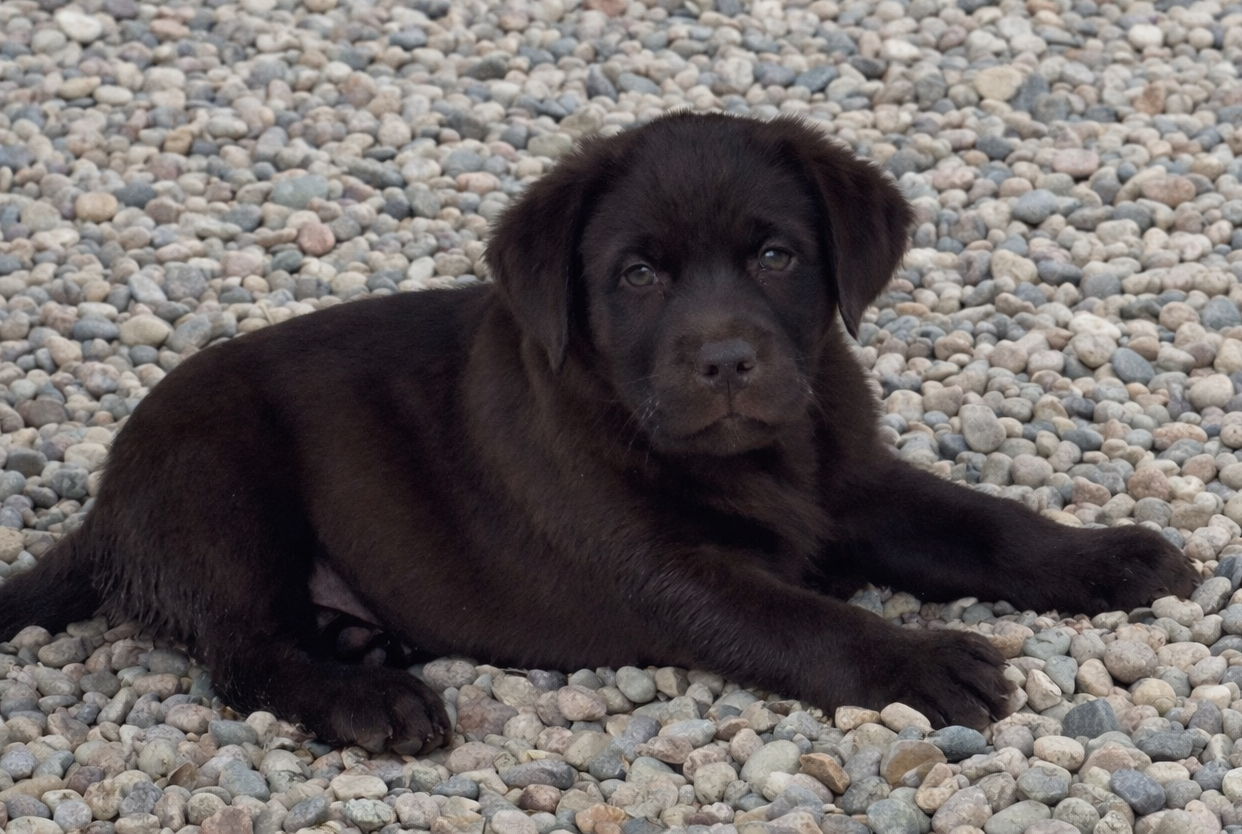 Bonnie X Leroy Pup Available!