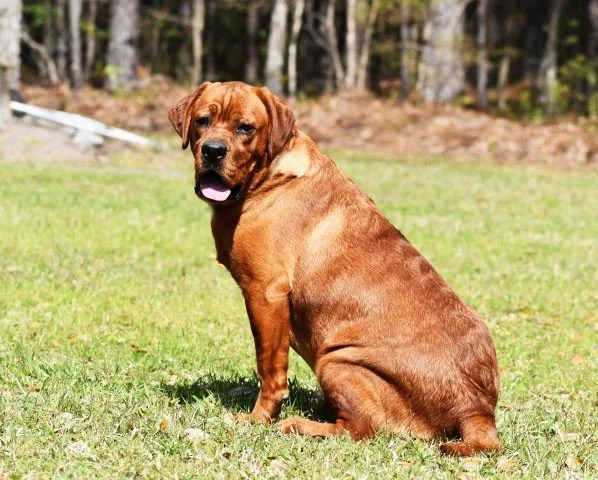 CLIFFORD