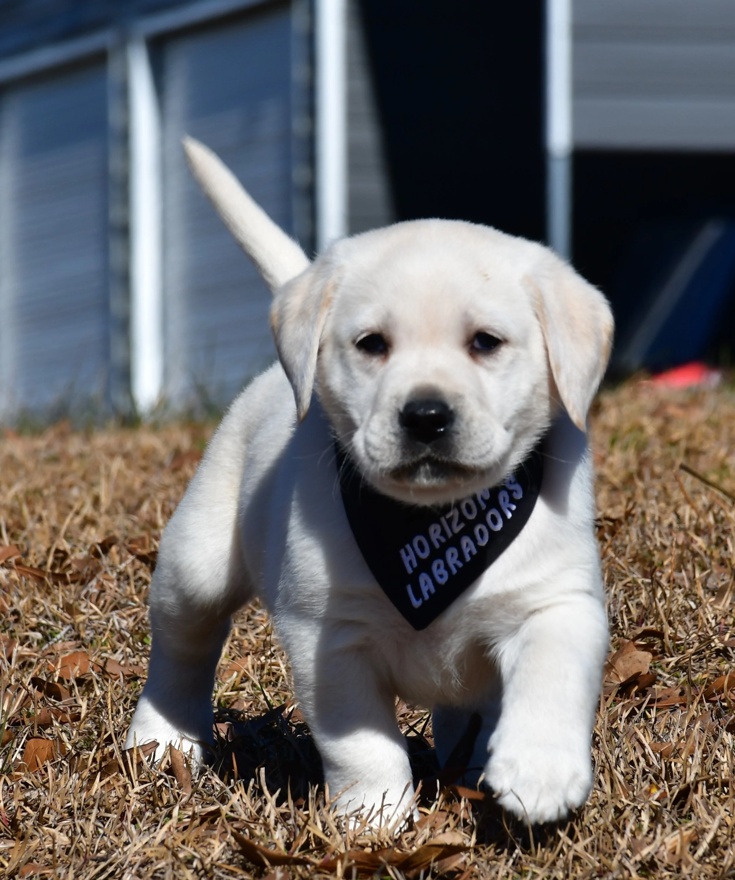BOZEMAN AS PUP