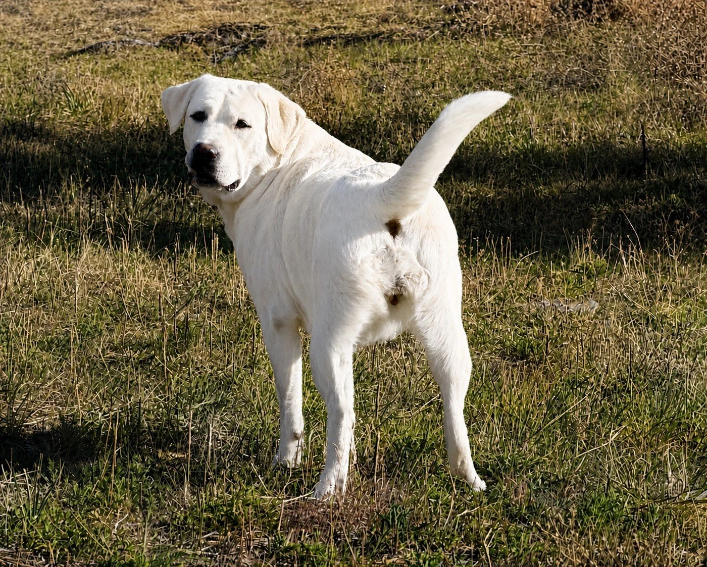 TAIT IN OUR FIELD