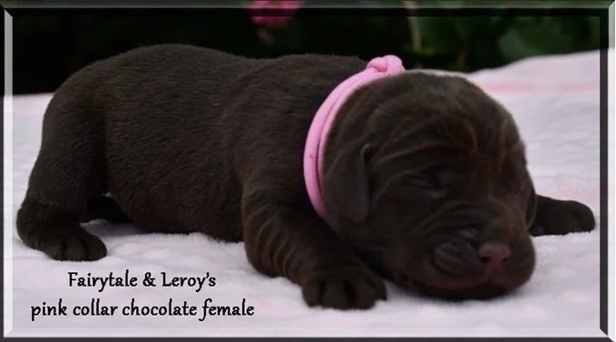 FAIRYTALE X LEROY PINK GIRL 08.01.2026.jpg