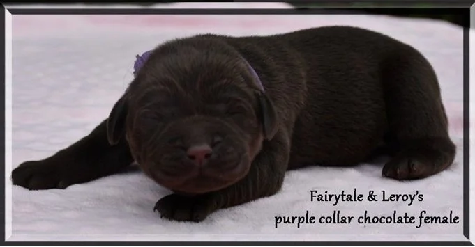 fairytale purple girl 08.01.2026.jpg