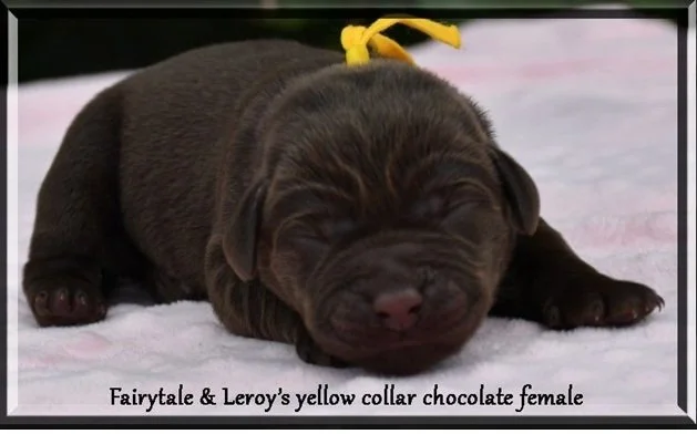 fairytale yellow girl.jpg