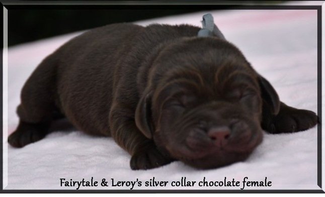 fairytale Silver collar.jpg