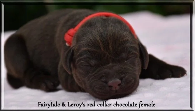 Fairytale red collar girl 08.01.2026.jpg