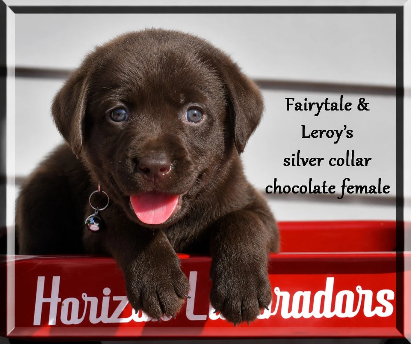 fairytale Silver collar.jpeg
