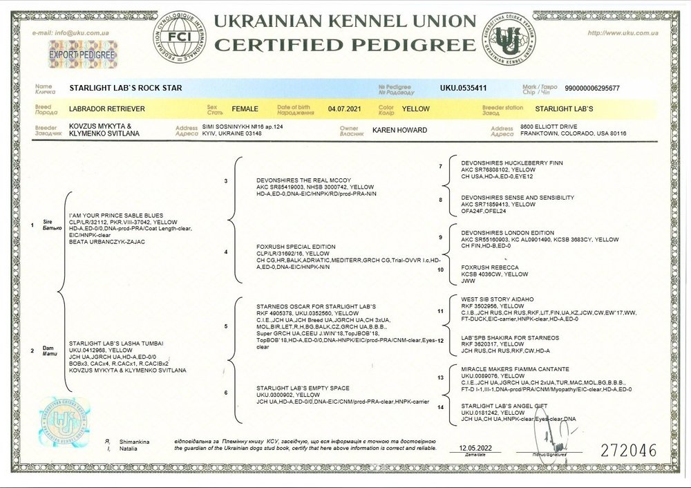 STARLIGHT LAB'S ROCK STAR, KVY — Heatherdowns Labradors, Ltd