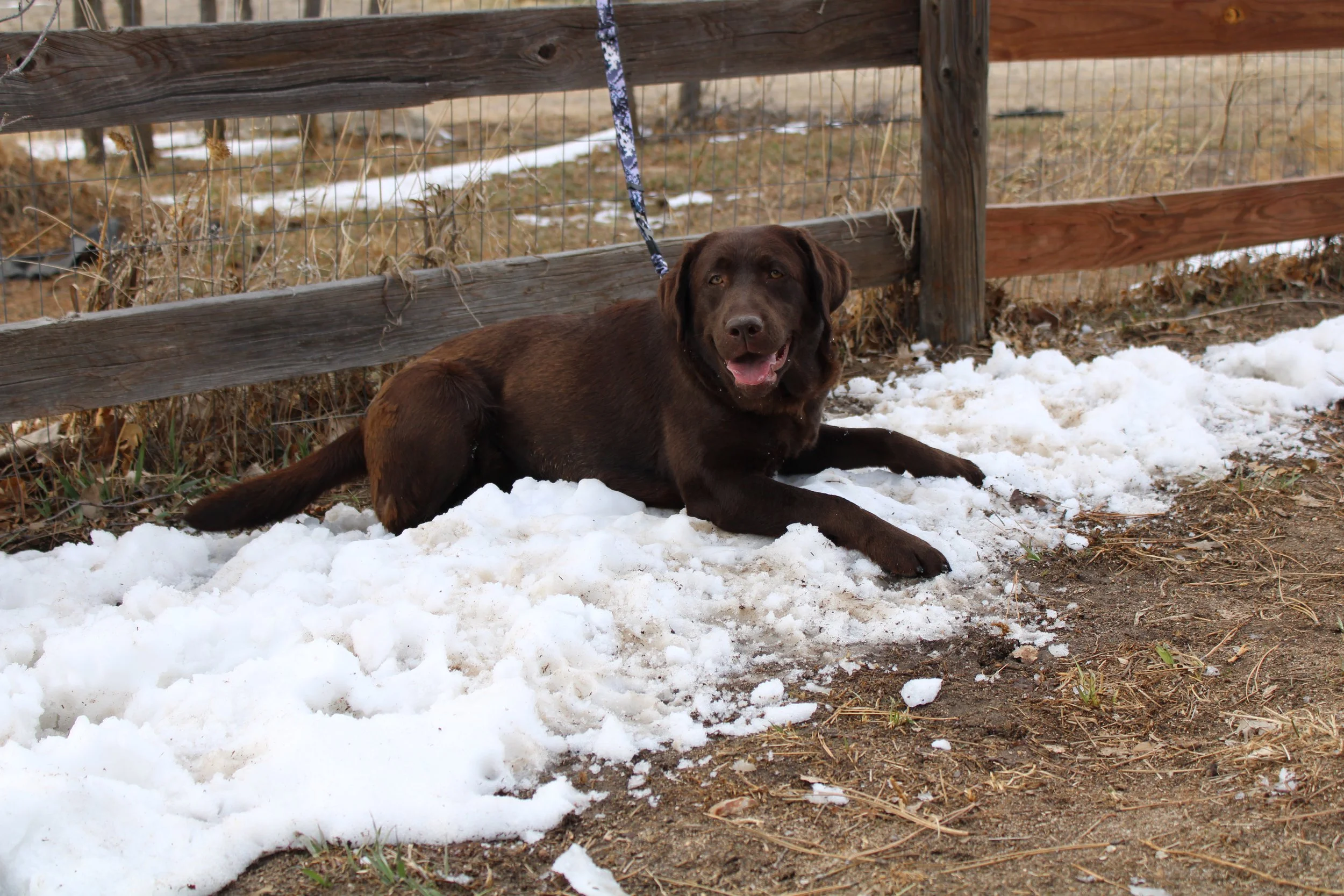 River Laying in snow.JPG