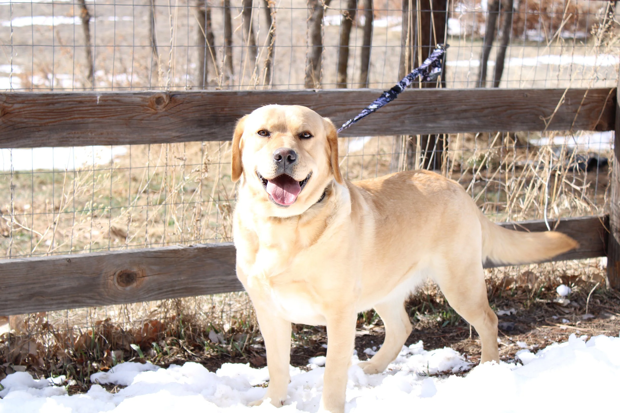 Scotch standing tail showing.JPG