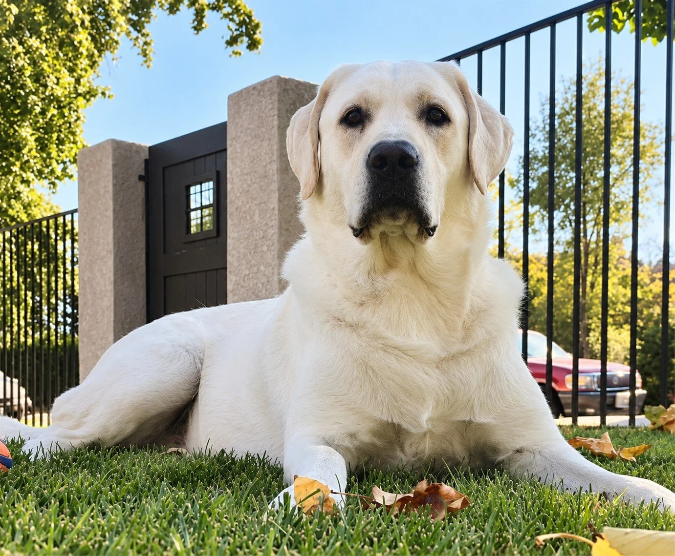 Derek Thelers dog Neptune.jpg