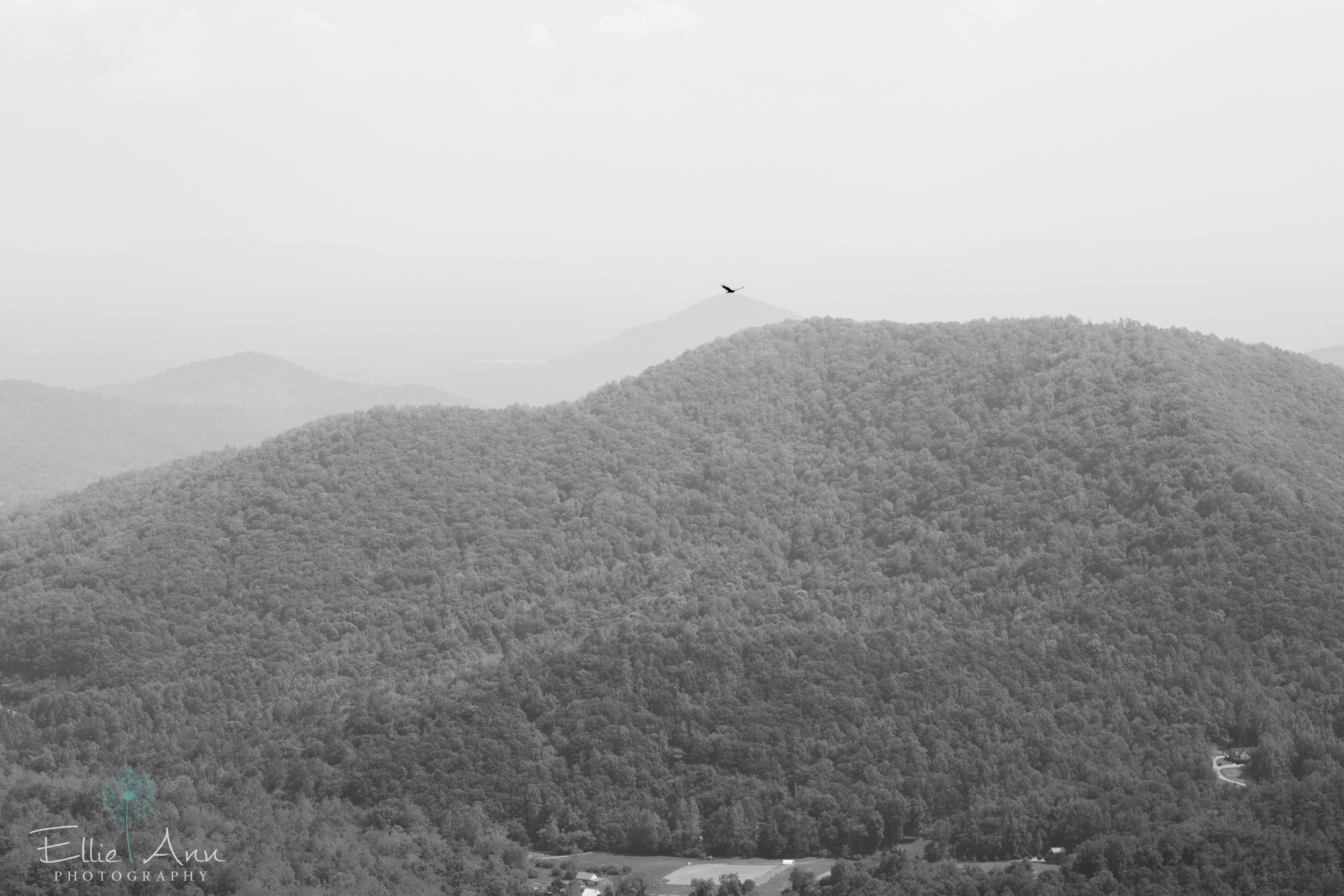 IV6A6718.jpg