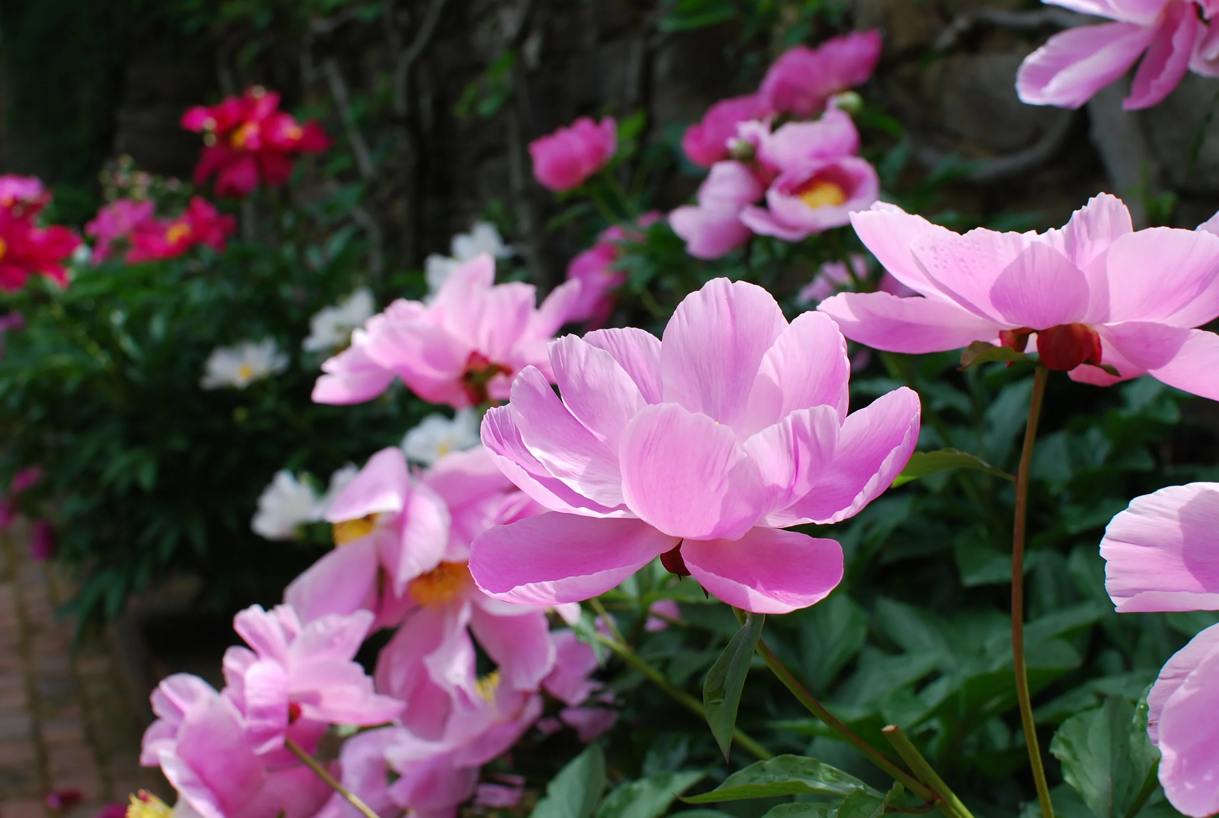 Kvietimas į šventę