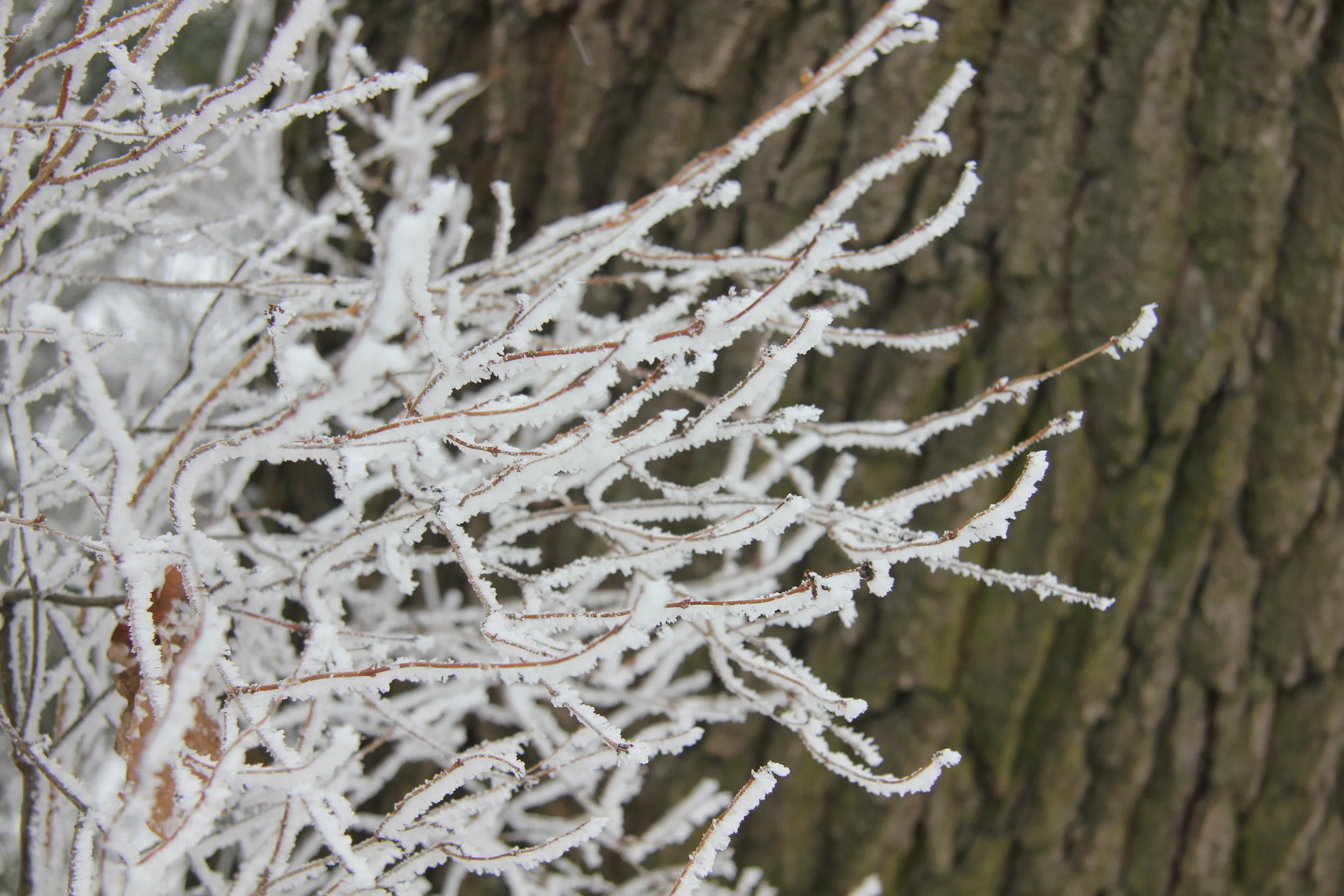 Rimtas veidas - dar ne proto požymis