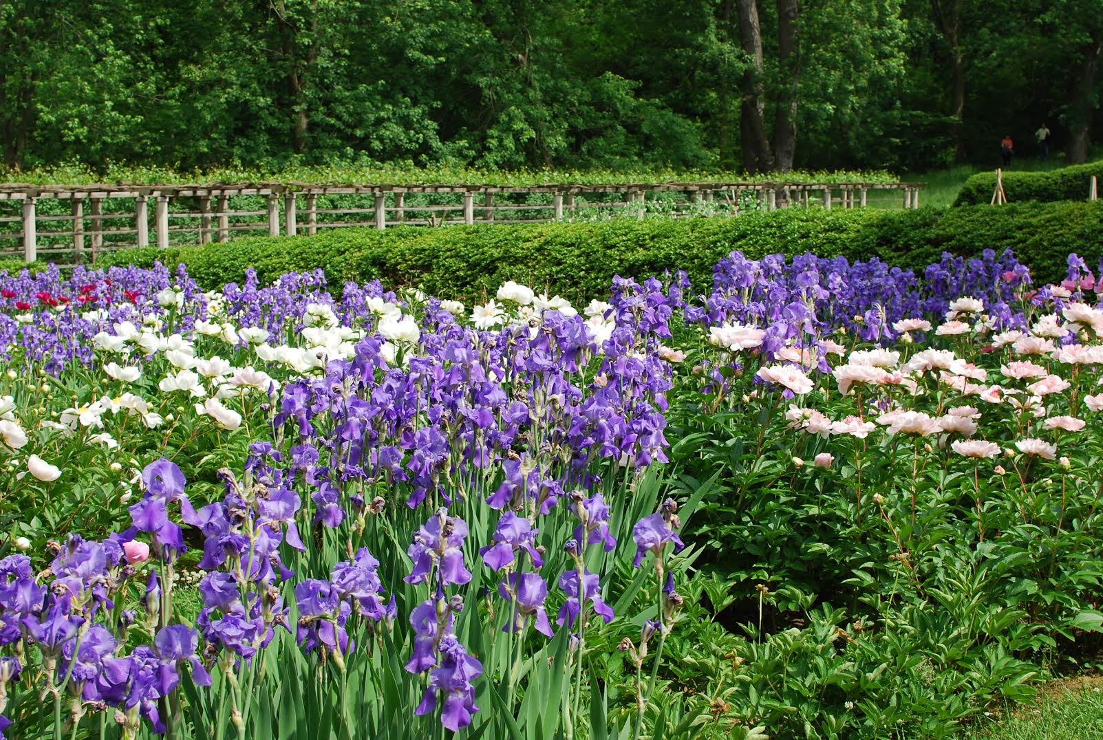 „Į pažinimą veda vienintelis kelias – veikla“