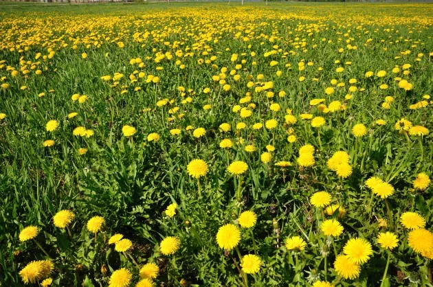 Naujieji mokslo metais prasidės rugsėjo 3 dieną!