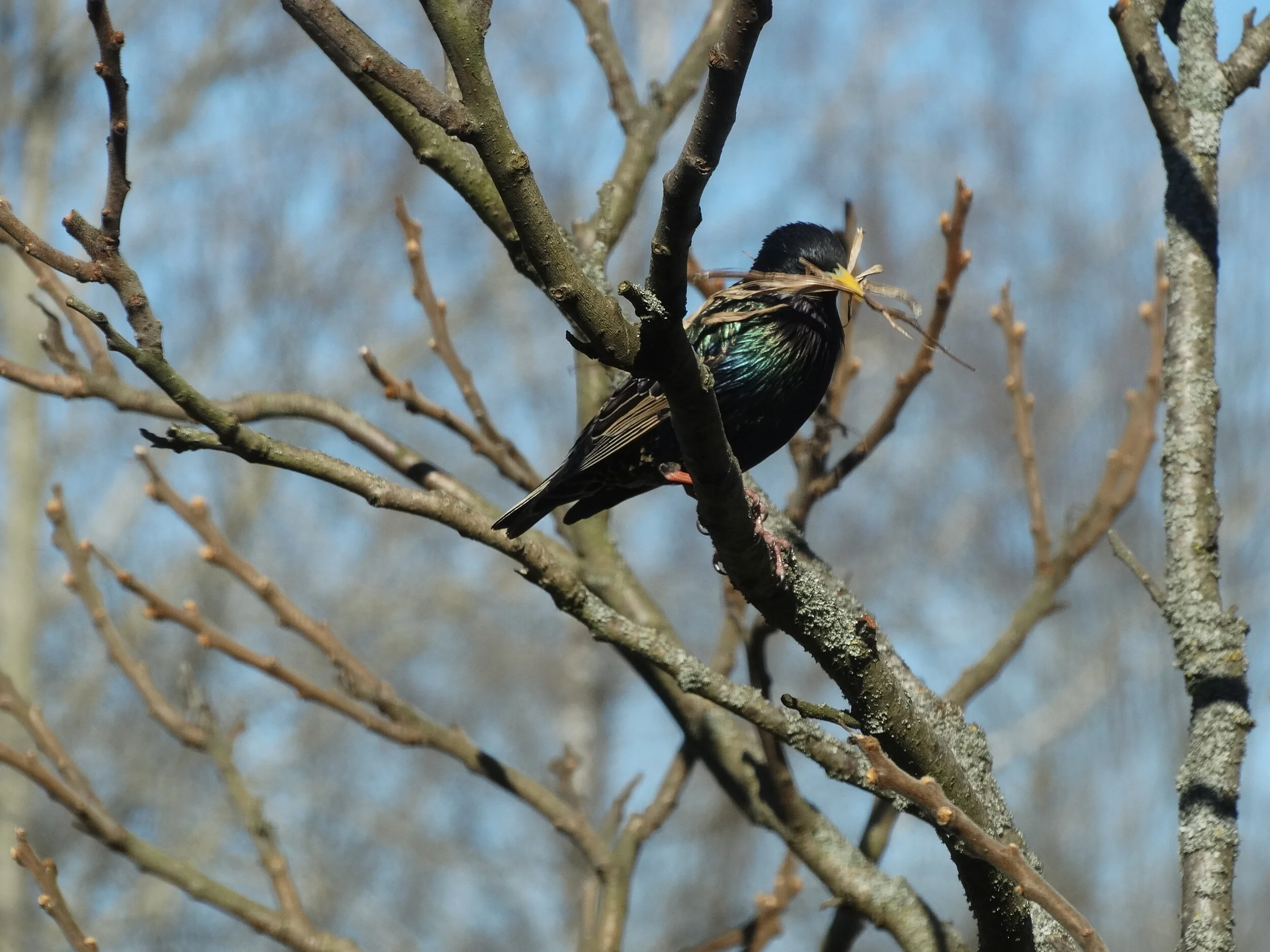 Švietimo, mokslo ir sporto ministerijos sveikinimas Velykų proga