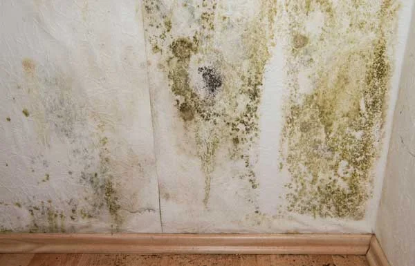 Find Mold Damage