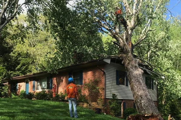 tree damage storm damage atlanta