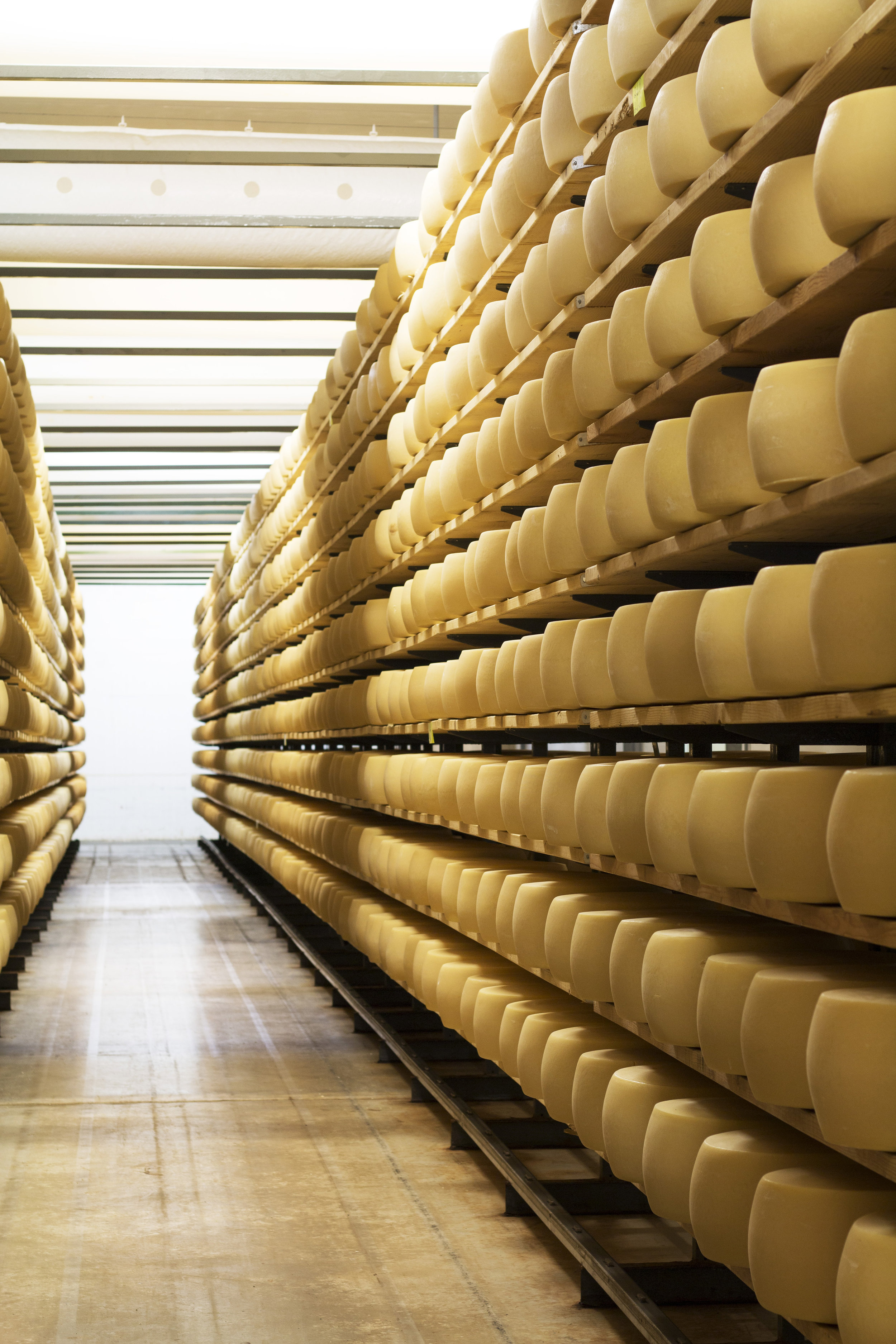 Huge Wheels of American Grana Age on Wooden Shelves