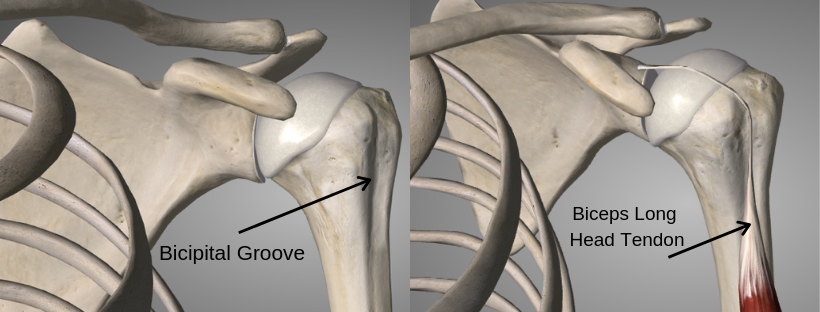 Bicipital Groove.png