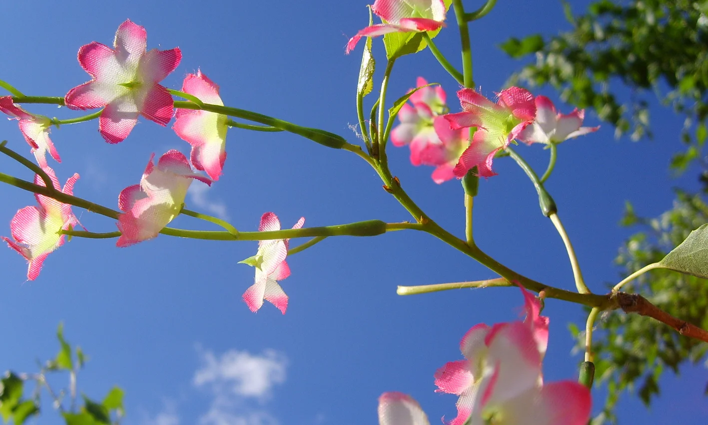 nature's role in city space