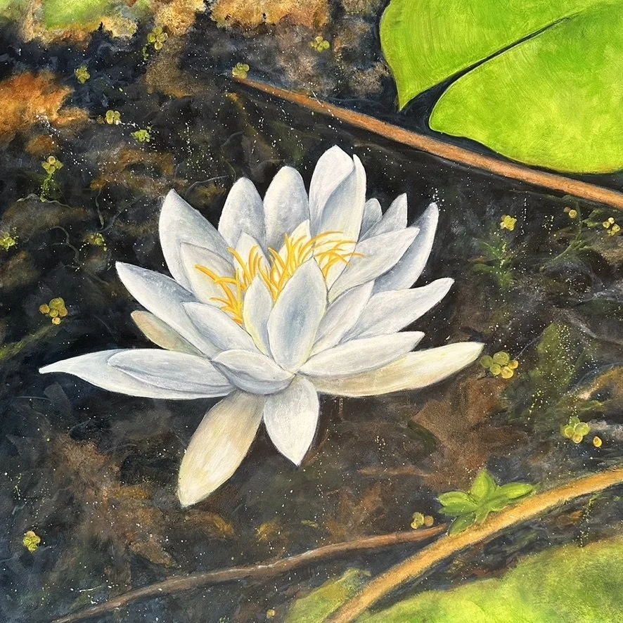 Sudbury Lily.jpeg