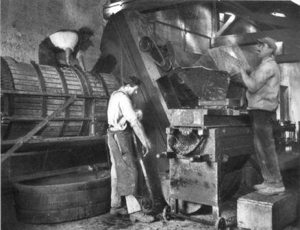 Early California winemaking pioneers de-stemming white grapes and loading the press, circa 1930, 