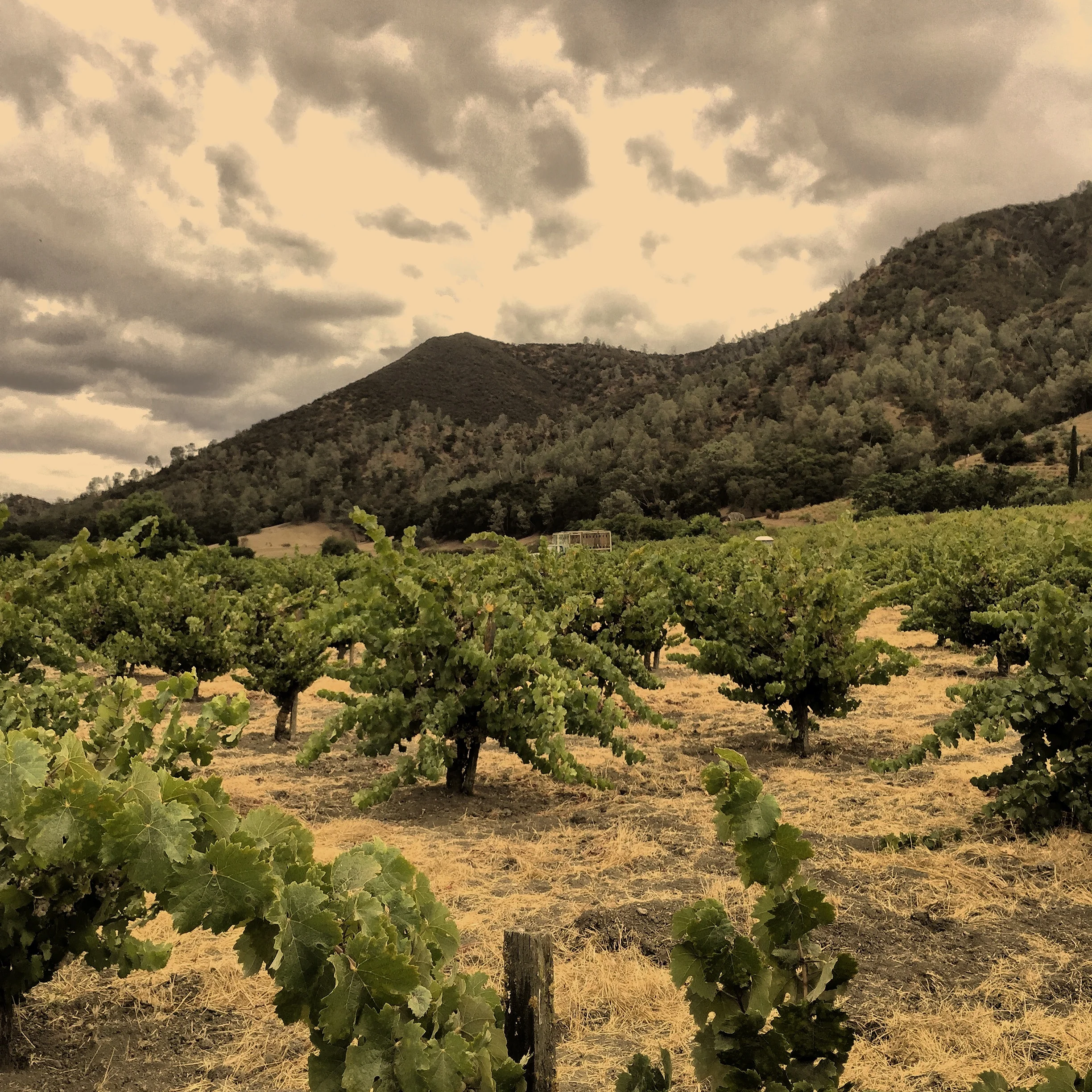 Stirm Wine Co Vineyards