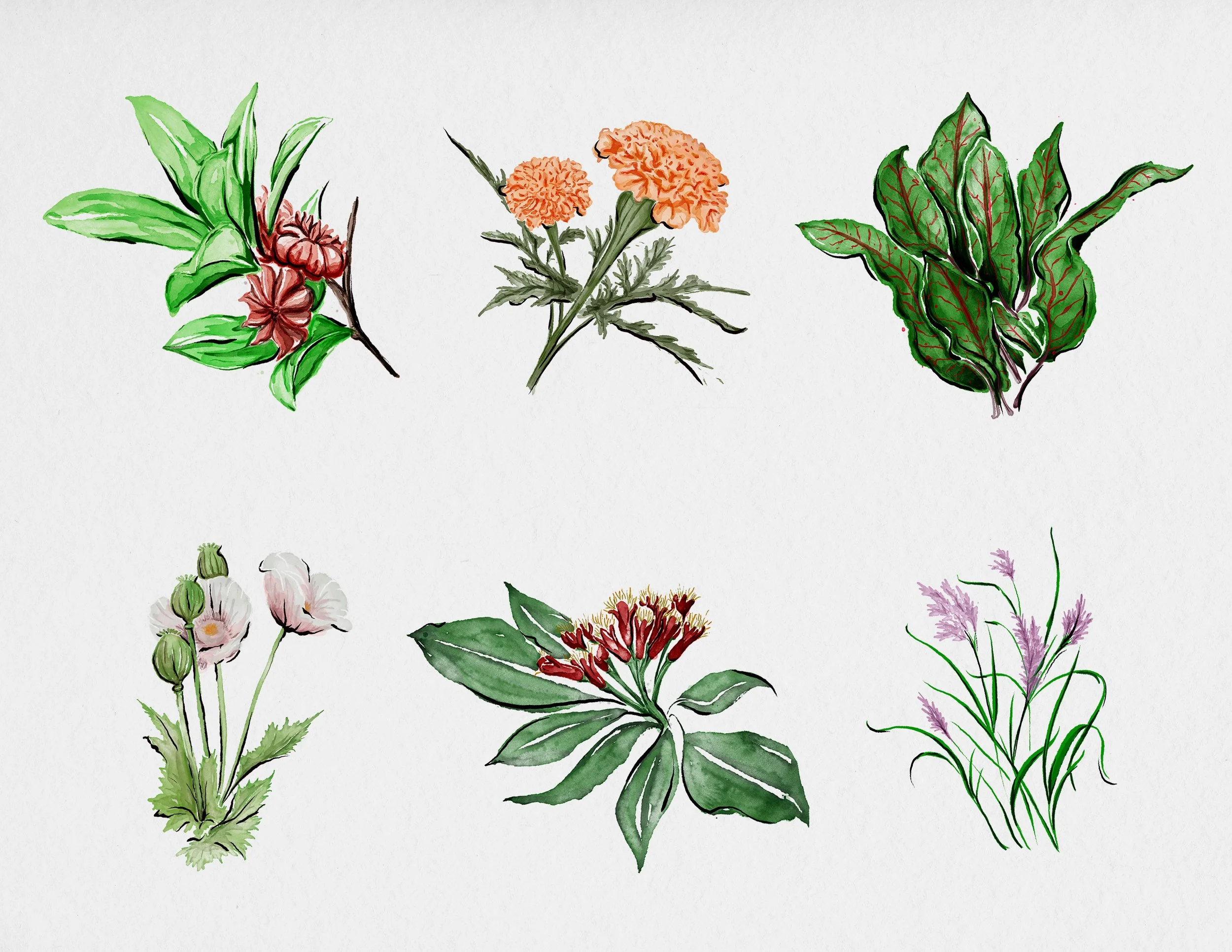 Mace_Web-VariousCrops_SPICES-B.jpg