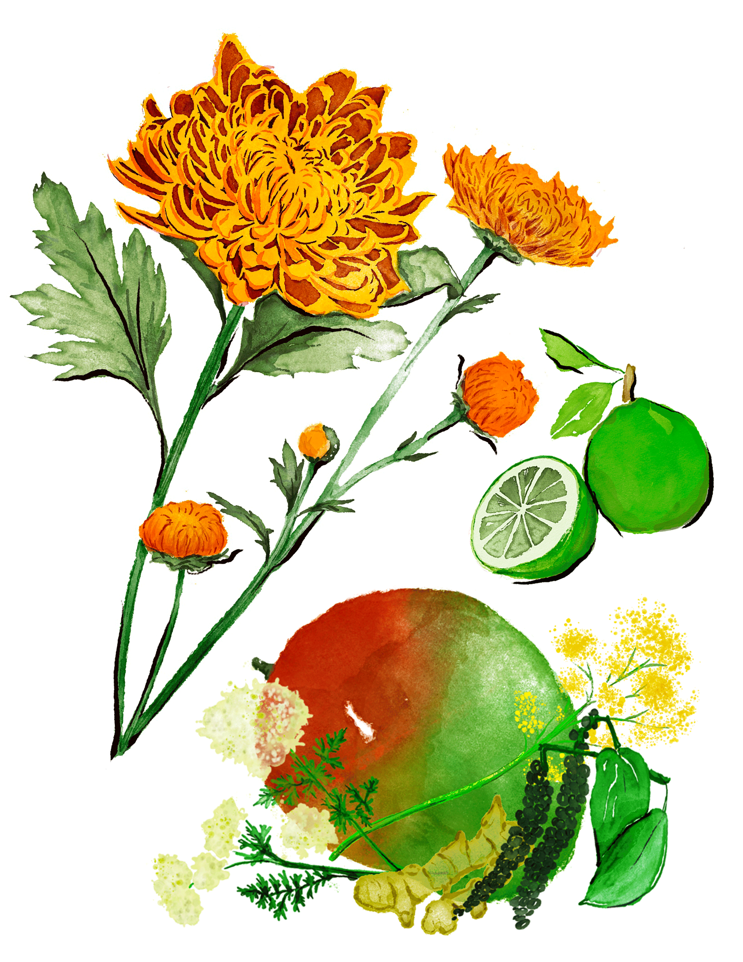 WEB_Illustrations_2026_3300x2550_Mace-Spices-Combo.png