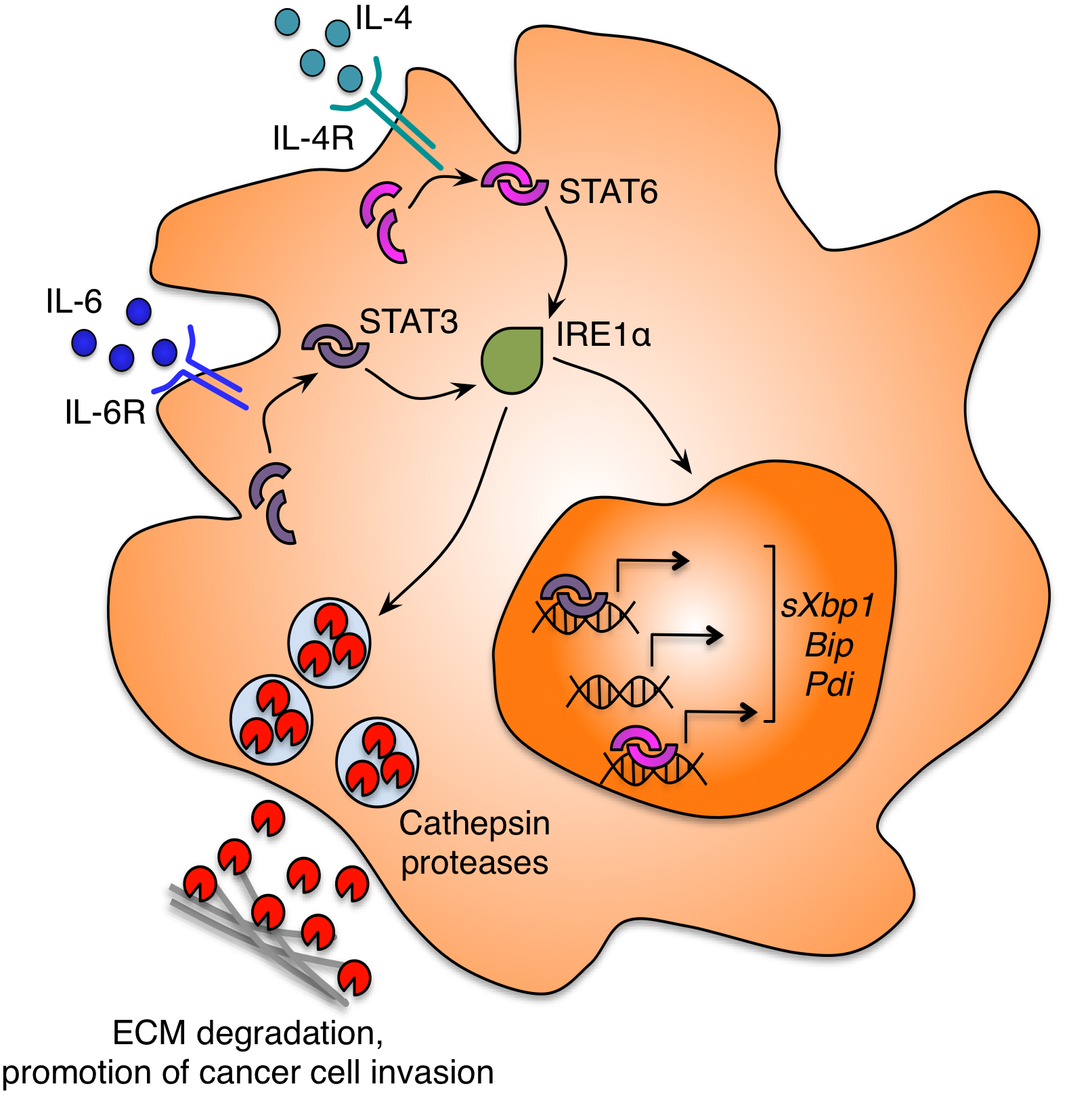Yan et al, Graphical Abstract.png