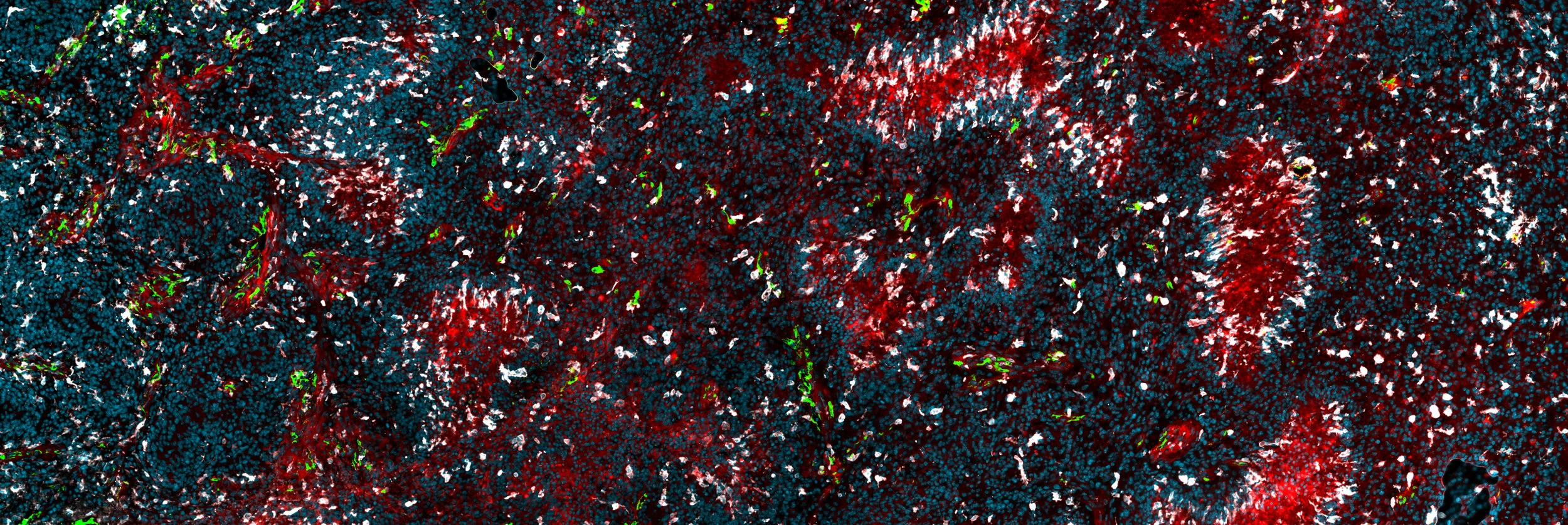 Contact banner.jpg