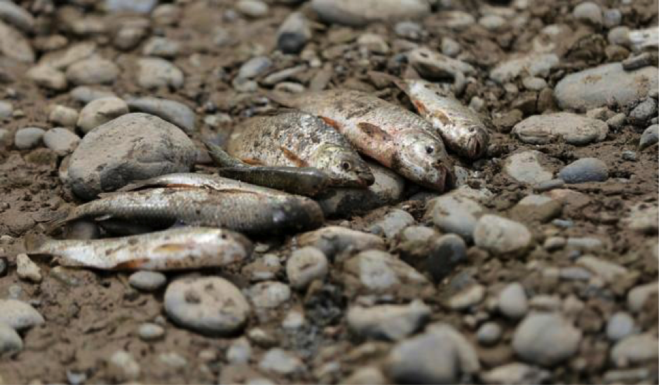 Torres, A. (febrero 16 2019). La FM. “Crisis de Hidroituango ha dejado 12.300 peces muertos”. Recuperado de https://www.lafm.com.co/medio-ambiente/crisis-de-hidroituango-ha-dejado-12300-peces-muertos