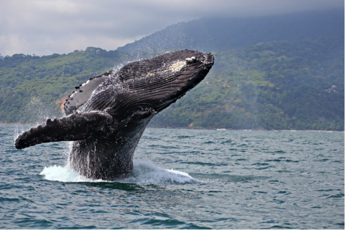 Imagen de una ballena jorobada en la Isla de Gorgona: tomado de https://www.colombia.co/parques-naturales/8-lugares-en-colombia-ideales-para-los-amantes-del-ecoturismo/
