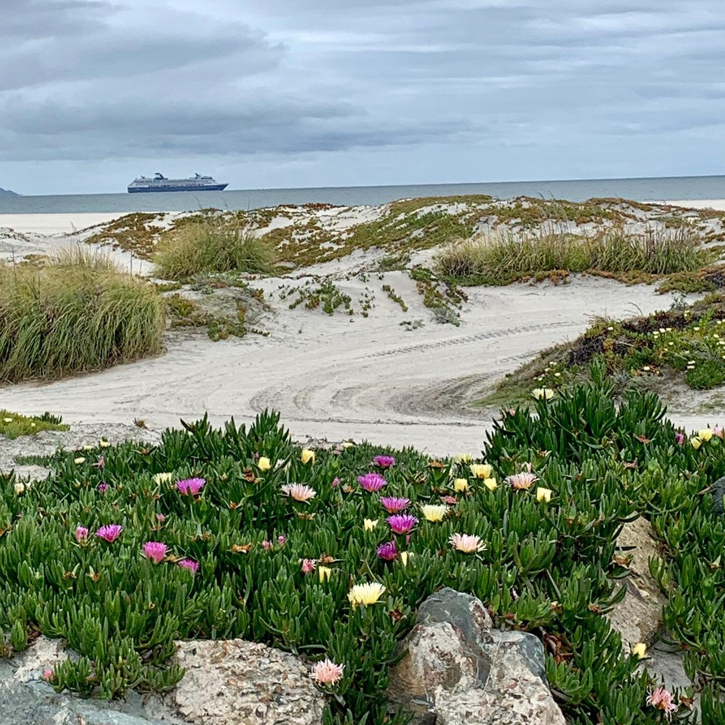 A closed beach and a stranded cruise ship. Signs of the times on Easter Sunday in Coronado, California. Another sign: Colorful wildflowers. A sign that spring has sprung and life will go on 🌷🌸🌺 #Easter #spring #wildflowers #beach #lifesabeach #vit
