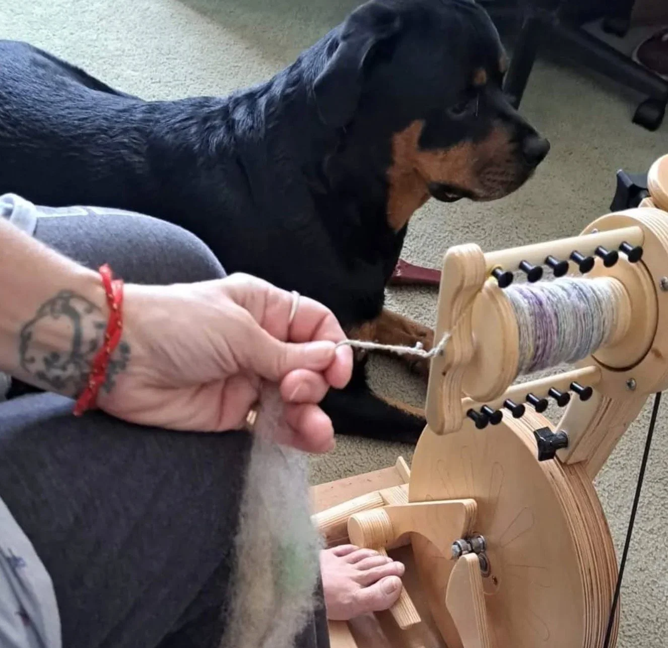 What a great spinning companion @knotty_nana70 Thanks for spinning with us. #spinningyarns #spinningyarn #spinningyarnfromwool