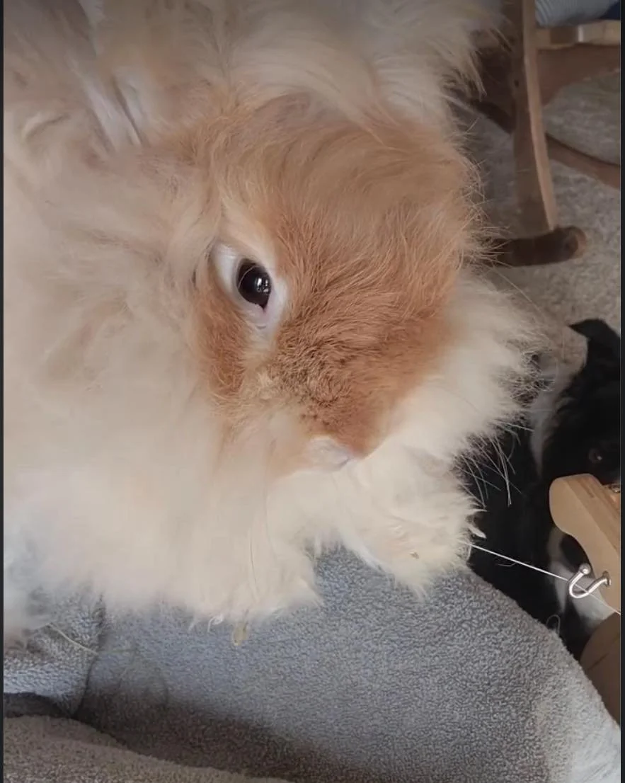 Directly from bunny to spinning wheel! Check out this fantastic video with @tailspinfarm #angorarabbit #spinningwheel #fiberartist