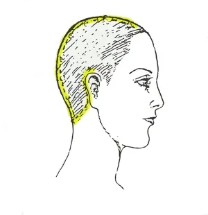 Head.jpg