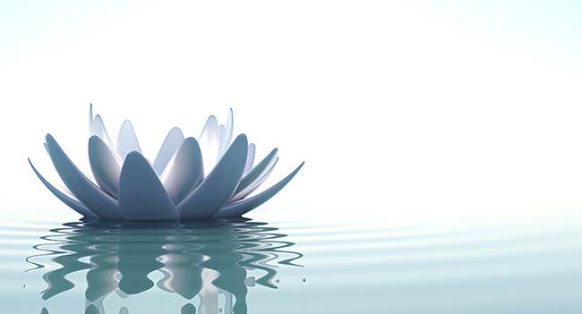 lotus_banner4_cropped2.jpg