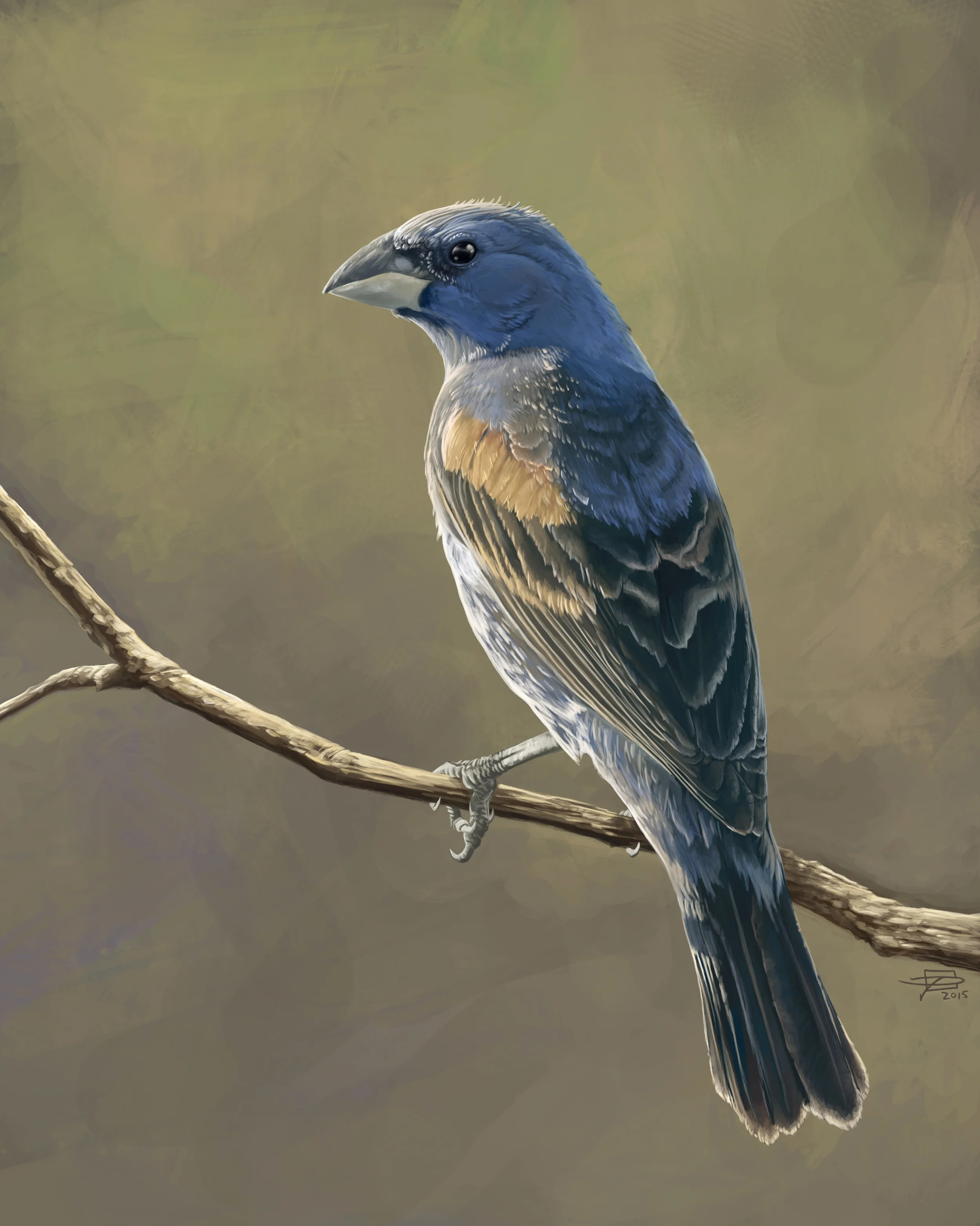 Blue Grosbeak